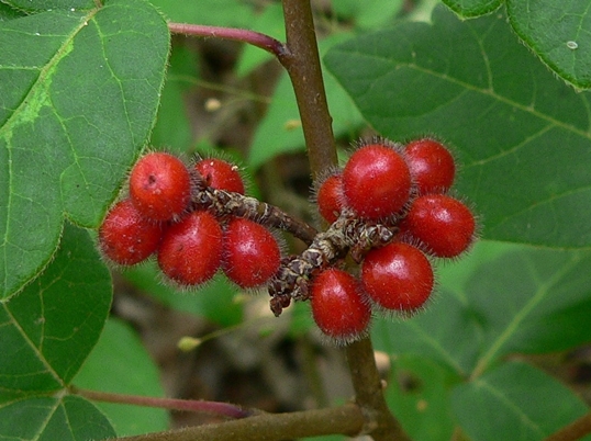 {Rhus aromatica}